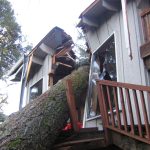 Tree Removal