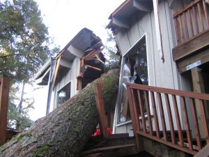 Tree Removal
