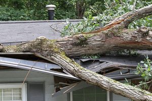 Signs Of Wind Damage