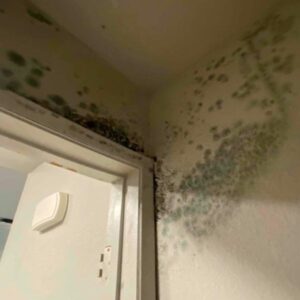 Mold in corner