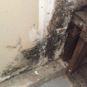 Black Mold Cleanup CA