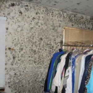 Mold Damage California