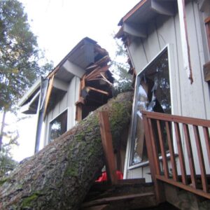 Tree Damage Repairs CA