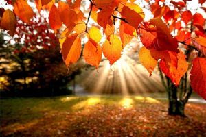 Autumn Leaves