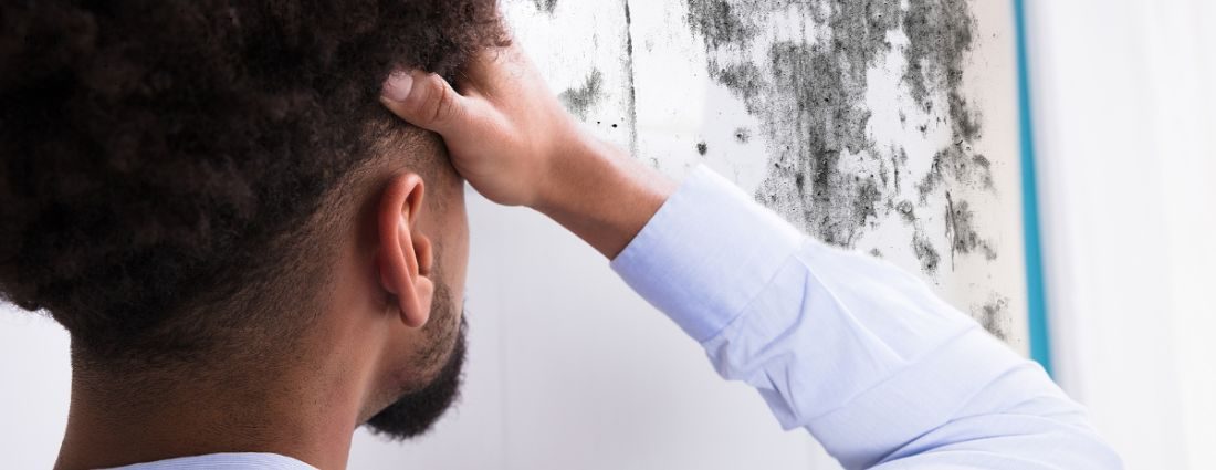 Mold Mildew Cleanup
