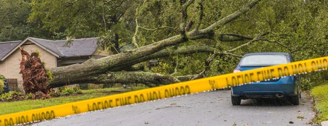 Tree Removal