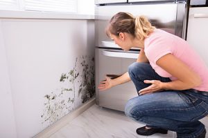 Mold Cleanup Monterey