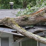 signs of wind damage