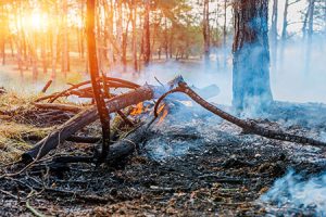 Wildfire Safety Tips Monterey